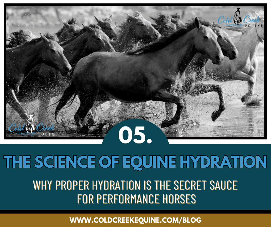 Equine hydration is so important, learn the science behind how it can really alter your horses health!